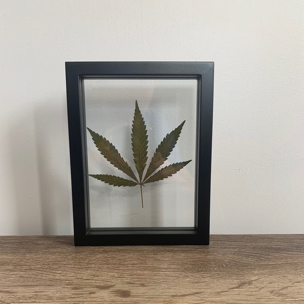 Framed Hemp Leaf Real Pressed & Preserved Cannabis Leaf In Clear Floating Frame 420 Wall Art Gift Fast Free Shipping