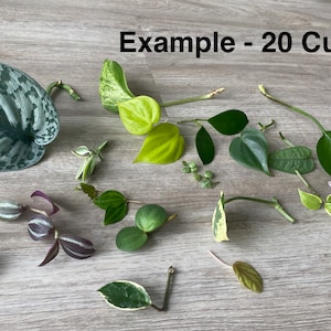 Mystery Plant Clippings -Optional Moss Propagation Kit- Rare Plants Rotate w/ Season/Inventory - Custom Plant Requests Encouraged
