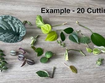 Mystery Plant Clippings-Optional Moss Propagation Kit- Rare Plants Rotate w/ Season/Inventory - Requests/Customization Encouraged