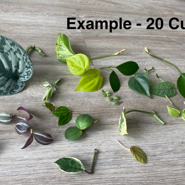 Mystery Plant Clippings-Optional Moss Propagation Kit- Rare Plants Rotate w/ Season/Inventory - Requests/Customization Encouraged