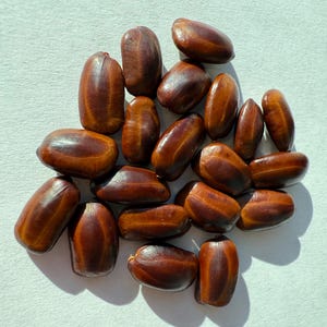 Rain Tree Seeds - Monkey Pod Seeds - Bonsai garden seeds - Fresh Seeds Hawaii - Albizia saman seeds - Samanea saman seeds - Ornamental Seeds