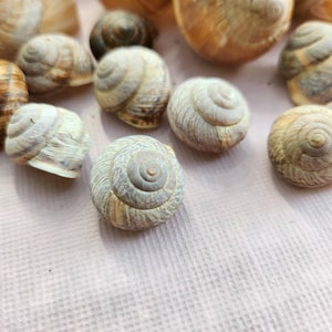 Set of snail shells