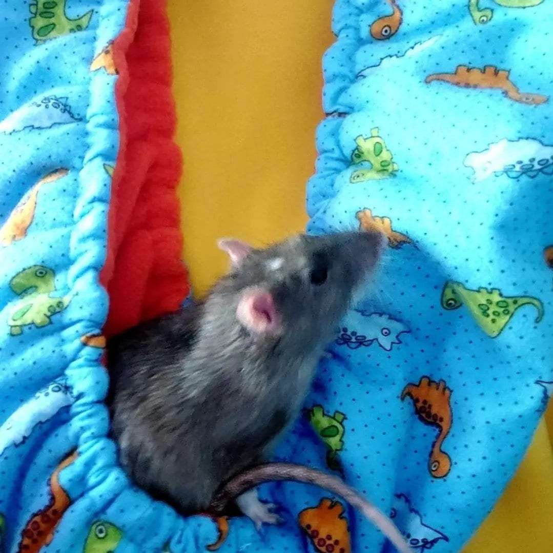 Bonding Scarf Cuddle Scarf Pet Sling, Perfect for Guinea Pigs, Rats