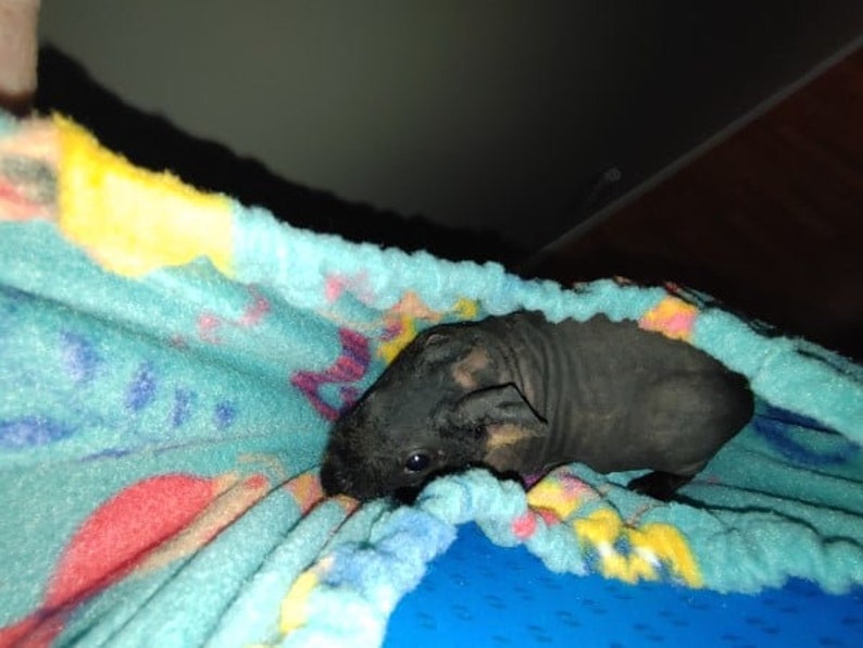 Bonding Scarf Cuddle Scarf Pet Sling, Perfect for Guinea Pigs, Rats