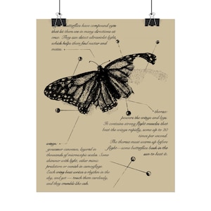 Vintage Butterfly Anatomy Illustrated Rolled Posters, Grunge Wall Art, Science Poster Prints, Entomology Home Decor, Biology Art Prints