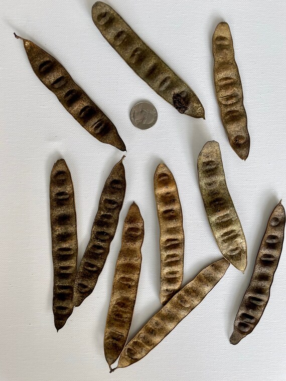 Mimosa tree seed pods Etsy