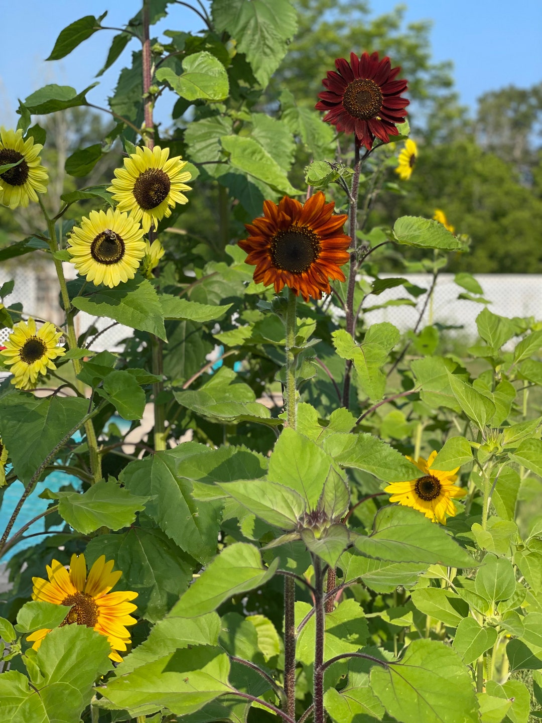 Mixed Sunflower Seeds, Mixed Blooms, Sunflowers, Sunflower Variety