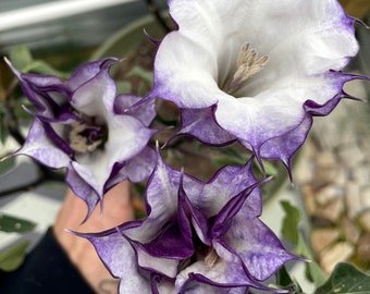 LIVE plant- purple trumpet flower