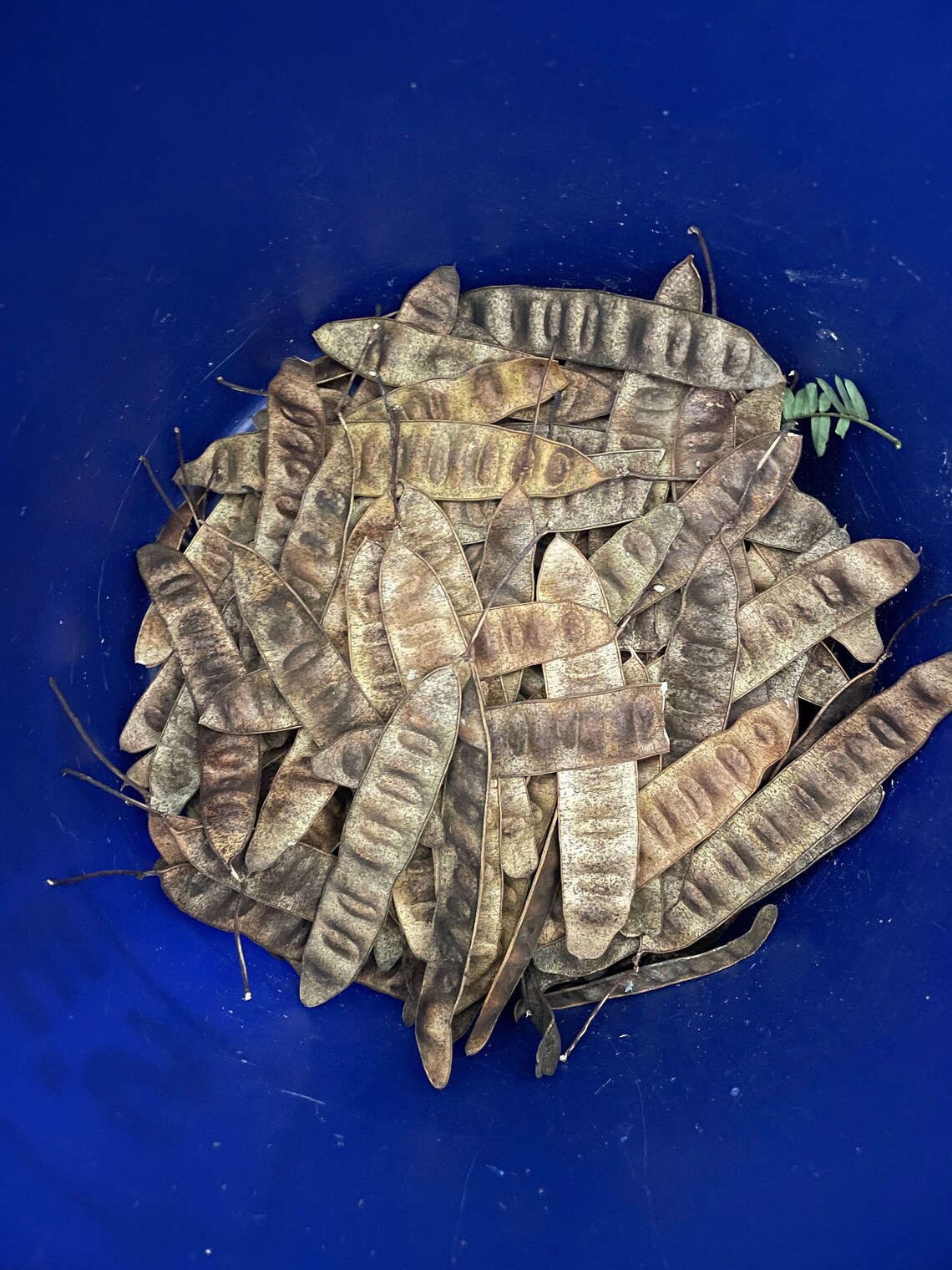 Mimosa tree seed pods Etsy