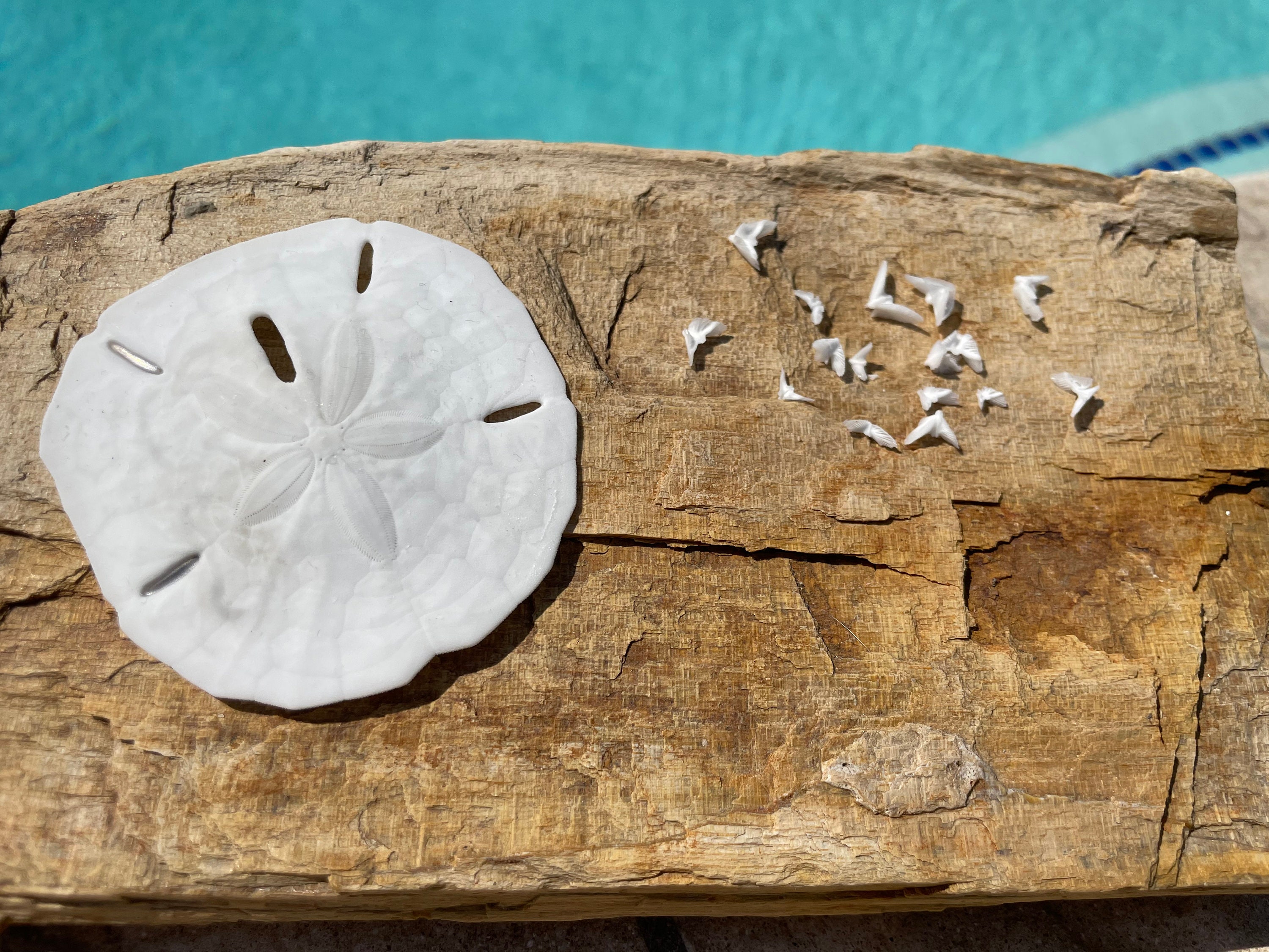 Sand Dollar Doves - Sand Dollar - Craft Supply - Beach Wedding