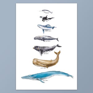 A5, A4, A3 Giclée Druck, Wal Kunstdruck , Walfischarten, säurefreies Papier aus 100% Baumwolle, Wanddekoration