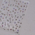 Gold foil little flower nail decal sticker/ Cute floral nail art/ Wild flower/ Nail Adhesive DIY product logo