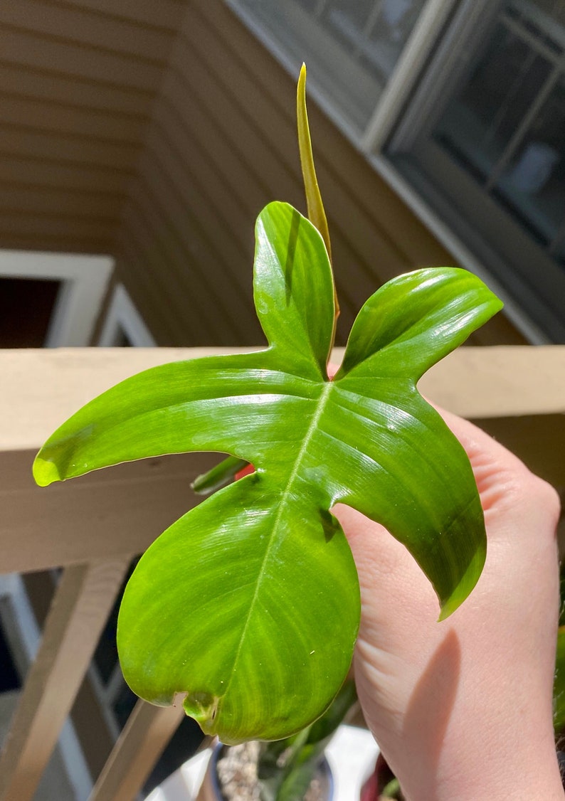Philodendron Pedatum Florida Green top cutting | Etsy