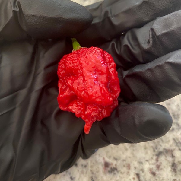 Carolina Reaper Samen