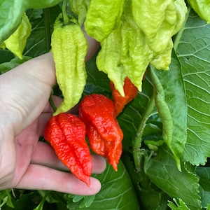 Devil&#39;s Habanero Pepper Seeds