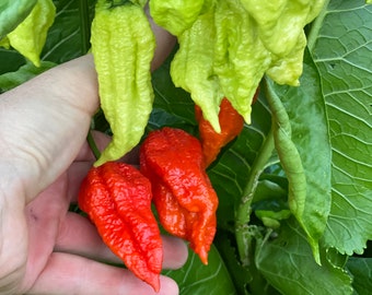 Devil&#39;s Habanero Pepper Seeds