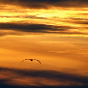 Carte postale (postcard) Fly me to the sun
