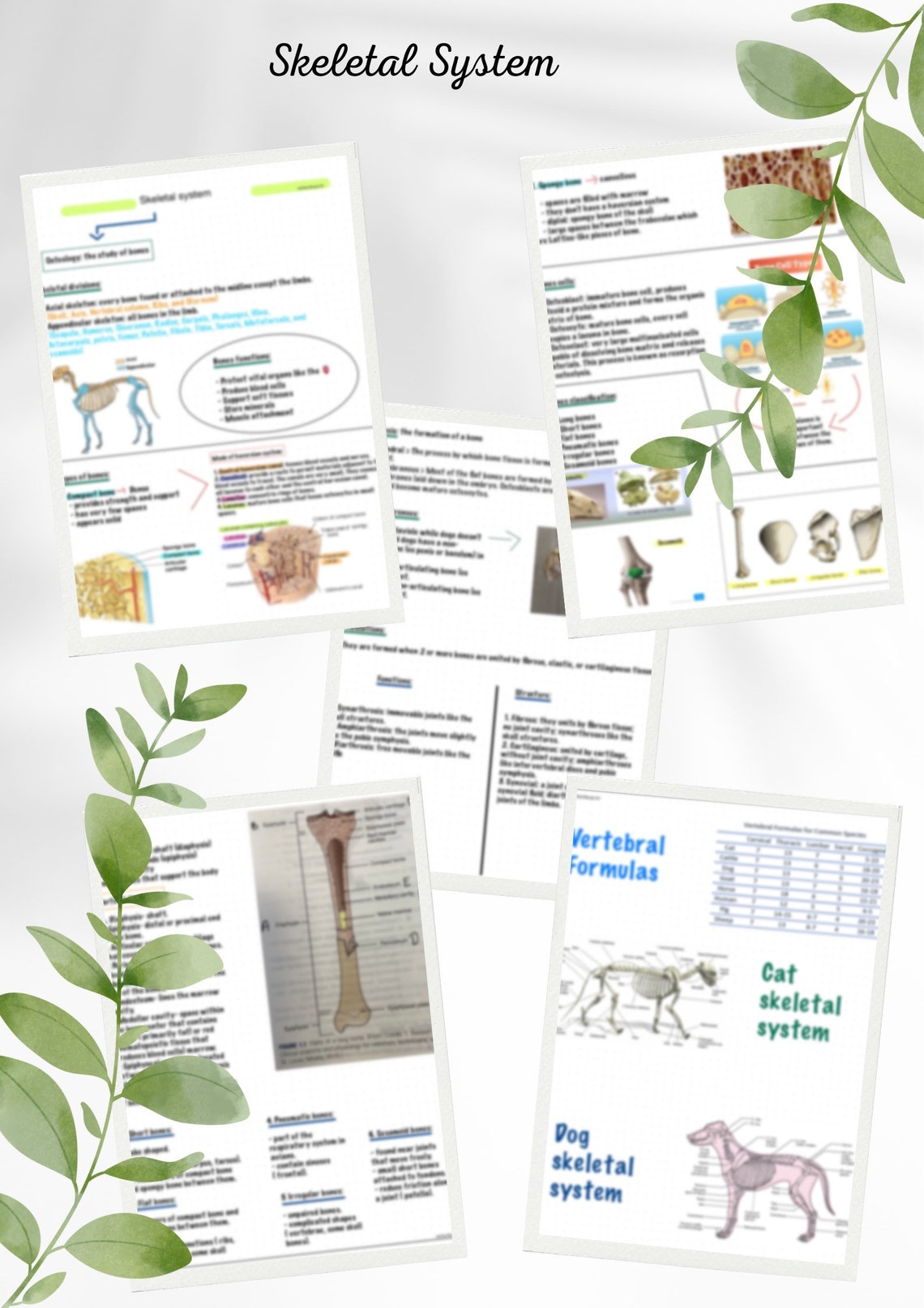 Note About Skeleton Basic Anatomy-skeletal System Study Notes - Etsy
