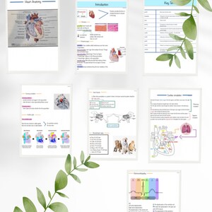 Basic Anatomy-cardiovascular System Study Notes - Etsy
