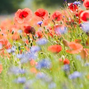 Samenmischung Klatschmohn Kornblume Zauberhafte Mohnwiese Bienenweide Bienenwiese Bild 3