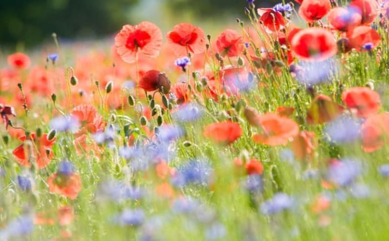 Samenmischung Klatschmohn Kornblume Zauberhafte Mohnwiese Bienenweide Bienenwiese Bild 3