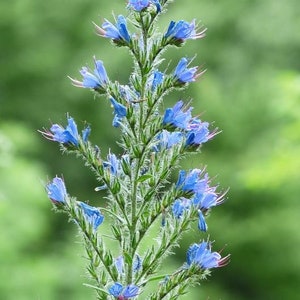 Blauer Natternkopf Echium vulgare ca. 200 Samen winterhart Wildblumen Bienen Bild 3