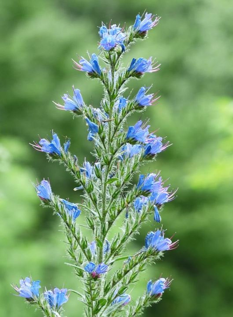 Blauer Natternkopf Echium vulgare ca. 200 Samen winterhart Wildblumen Bienen Bild 3