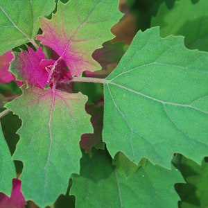 200 Samen Lila Baumspinat * Chenopodium giganteum * Spinatbaum Rarität