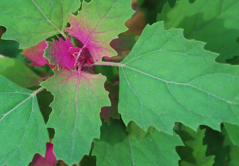 200 Samen Lila Baumspinat Chenopodium giganteum Spinatbaum Rarität Bild 1