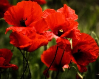 Klatschmohn Samen (1000+ Korn) Wundervolle Klatschmohnwiese Bienenwiese Schmetterlingswiese