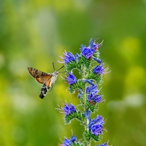 Blauer Natternkopf *Echium vulgare* - ca. 200 Samen winterhart Wildblumen Bienen