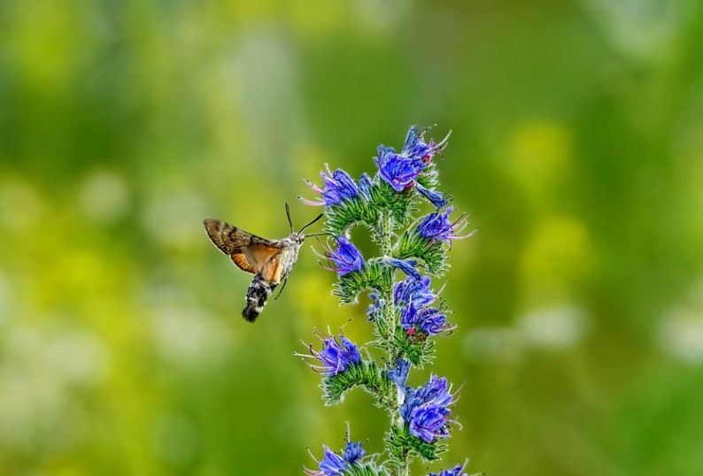 Blauer Natternkopf Echium vulgare ca. 200 Samen winterhart Wildblumen Bienen Bild 1