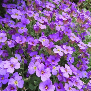 500 Samen Blaukissen Aubrieta Bodendecker in Blau + Lila mehrjährig winterhart