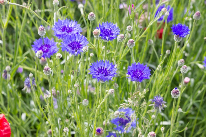 Samenmischung Klatschmohn Kornblume Zauberhafte Mohnwiese Bienenweide Bienenwiese Bild 5