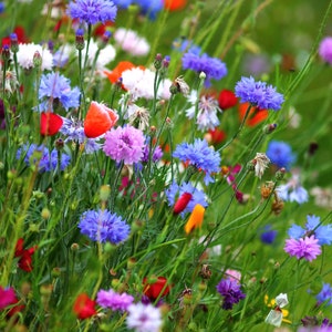 Seed mix Red + Blue Poppy Meadow Bee pasture Bee meadow RED Cornflower BLUE Cornflower Poppy