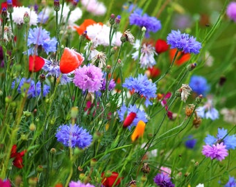 Samenmischung Rote + Blaue Mohnwiese Bienenweide Bienenwiese ROTE Kornblume BLAUE Kornblume Klatschmohn