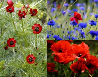 Blumensamenmischung "Sommerwiese" Bienenparadies in Blau und Rot Kornblume Klatschmohn Adonisröschen