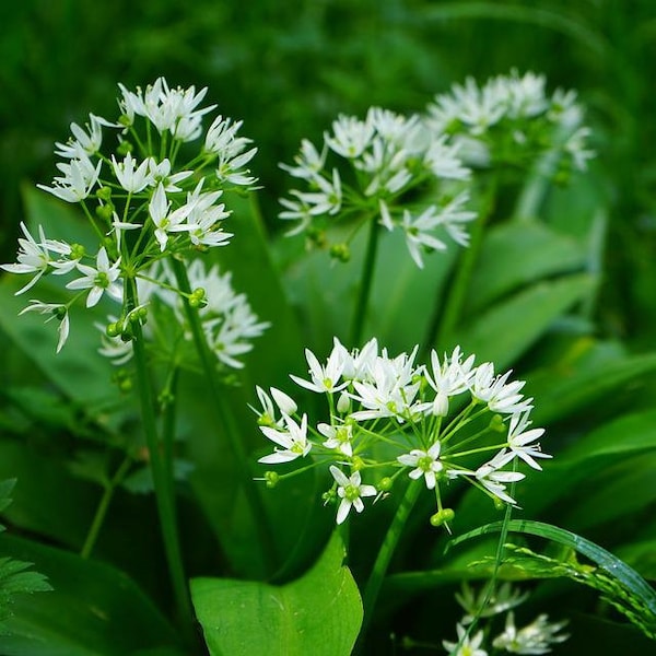 60 Samen Bärlauch Allium ursinum - Waldknoblauch mehrjährig winterhart