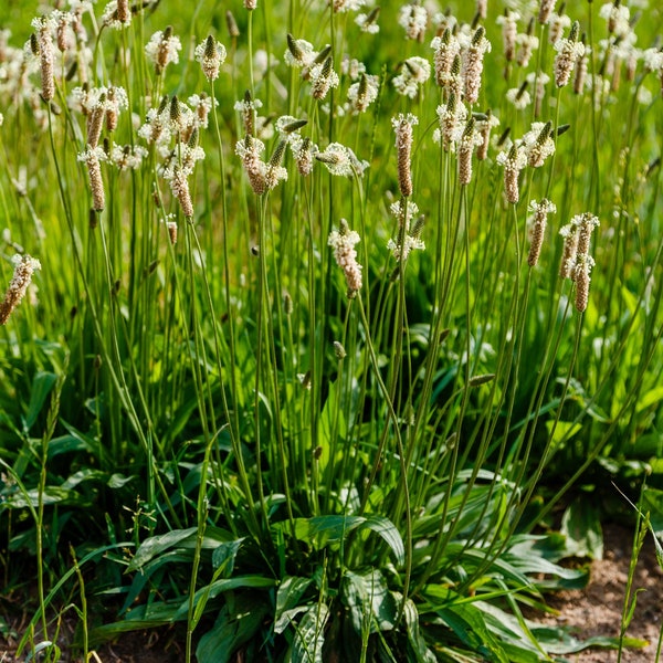 3000 Samen Spitzwegerich Samen * Plantago lanceolata * Historische Heilpflanze