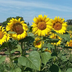 1000 Sonnenblumen Samen Groe Gelbe Sonnenblume Saatgut Blumensamen Blumen  - Etsy.de