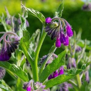 30 Samen Beinwell * Symphytum officinale * Heilpflanze Bienenweide für den Naturgarten