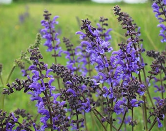 Meadow Sage *Salvia pratensis* - 400 seeds hardy wildflower butterflies