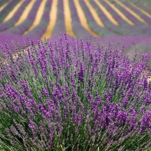 Echter Lavendel herrlich duftend LAVENDELSAMEN KRÄUTER 500 Samen Bild 4