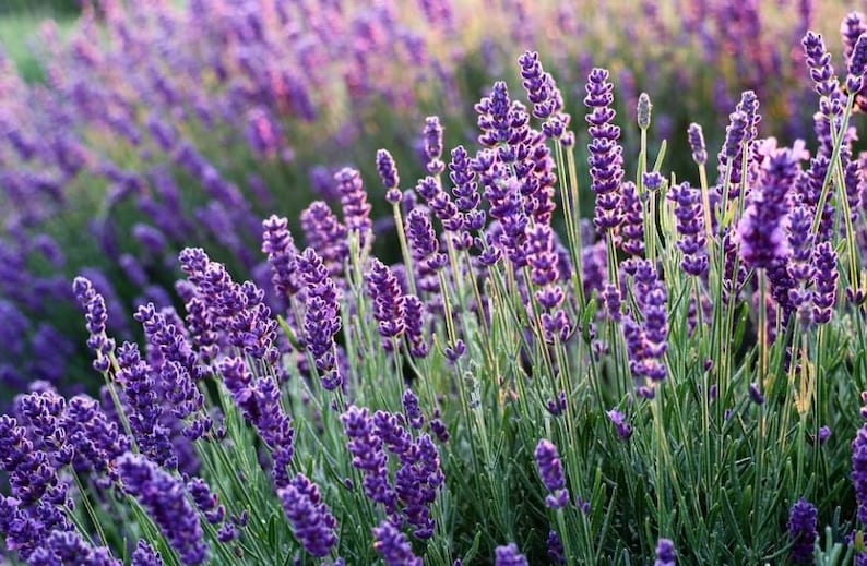 Echter Lavendel herrlich duftend LAVENDELSAMEN KRÄUTER 500 Samen Bild 1