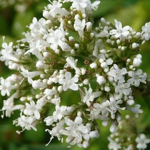 600 seeds of Valerian * Valeriana officinalis * hardy, tea, bee pasture