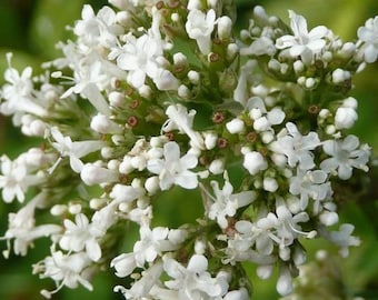 300 Samen Echter Baldrian * Valeriana officinalis * winterhart, Tee, Bienenweide