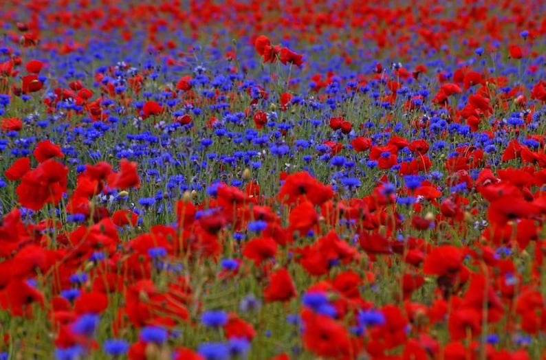 Samenmischung Klatschmohn Kornblume Zauberhafte Mohnwiese Bienenweide Bienenwiese Bild 1