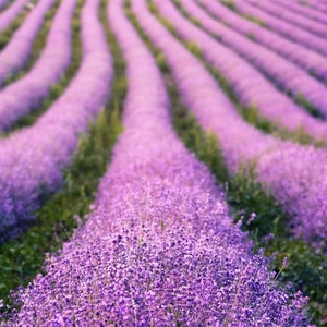 Echter Lavendel herrlich duftend LAVENDELSAMEN KRÄUTER 500 Samen Bild 5
