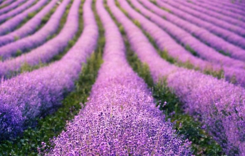 Echter Lavendel herrlich duftend LAVENDELSAMEN KRÄUTER 500 Samen Bild 5