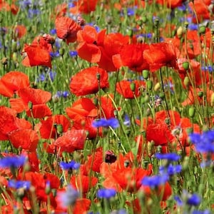 Samenmischung Klatschmohn Kornblume Zauberhafte Mohnwiese Bienenweide Bienenwiese Bild 2